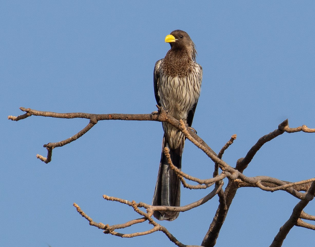 image Western Plantain-eater